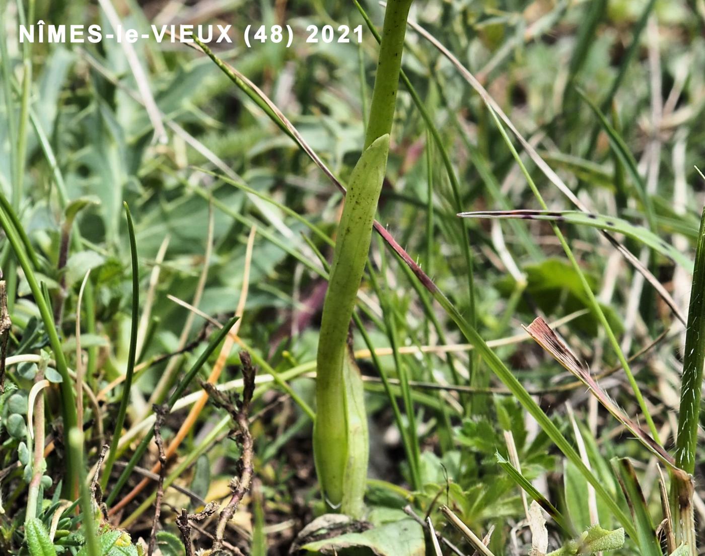 Ophrys, Yellow leaf